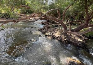 הכי קרוב לבית: בית לאה